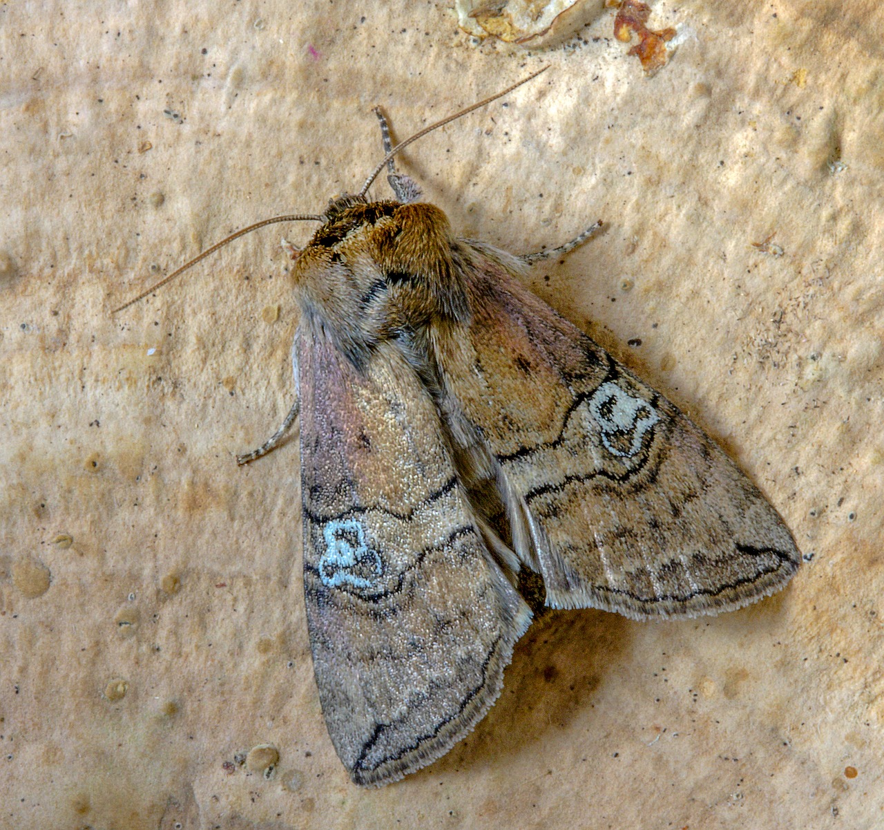 moth  figure-of-eighty  wings free photo