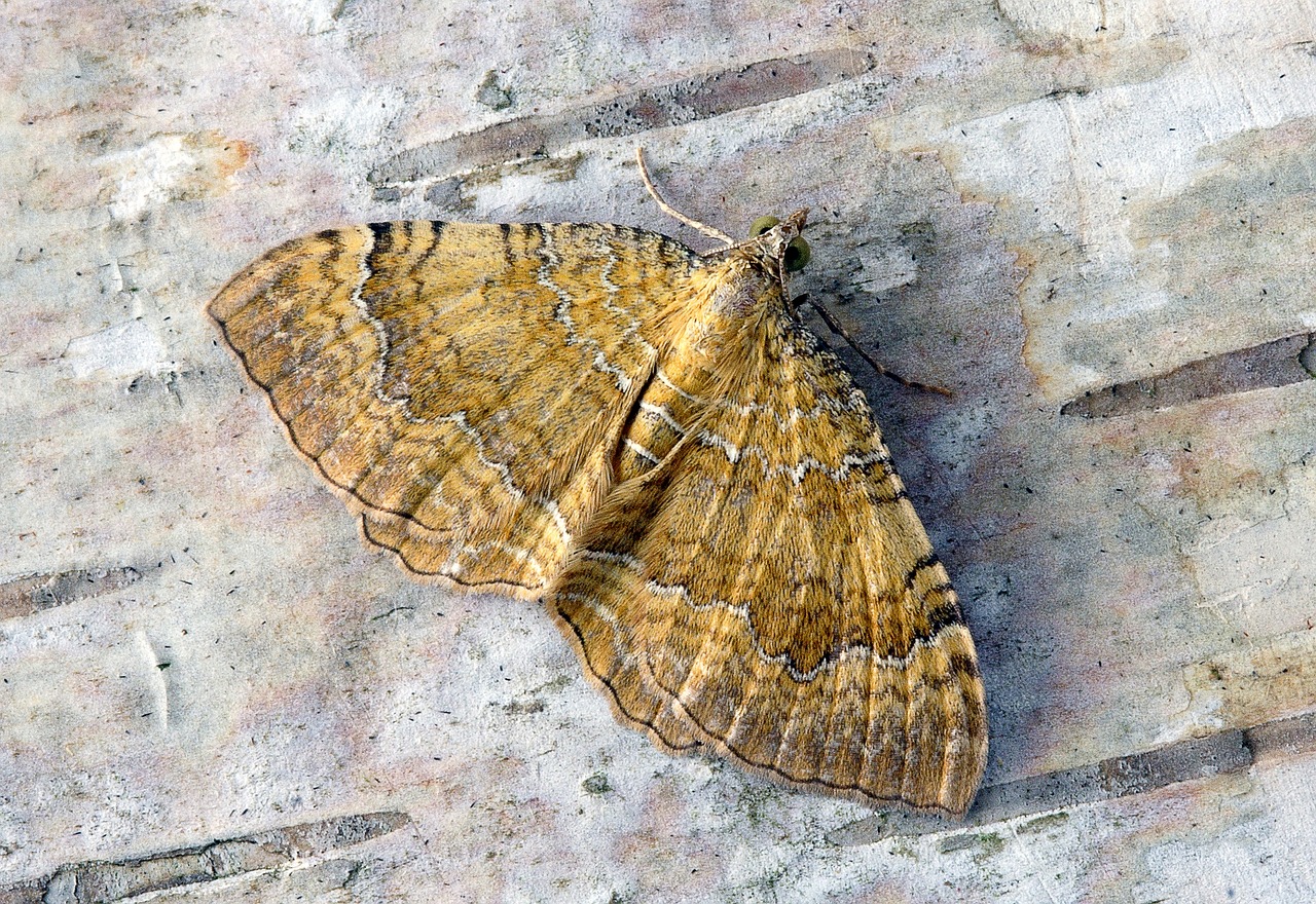 moth  yellow-shell  wings free photo