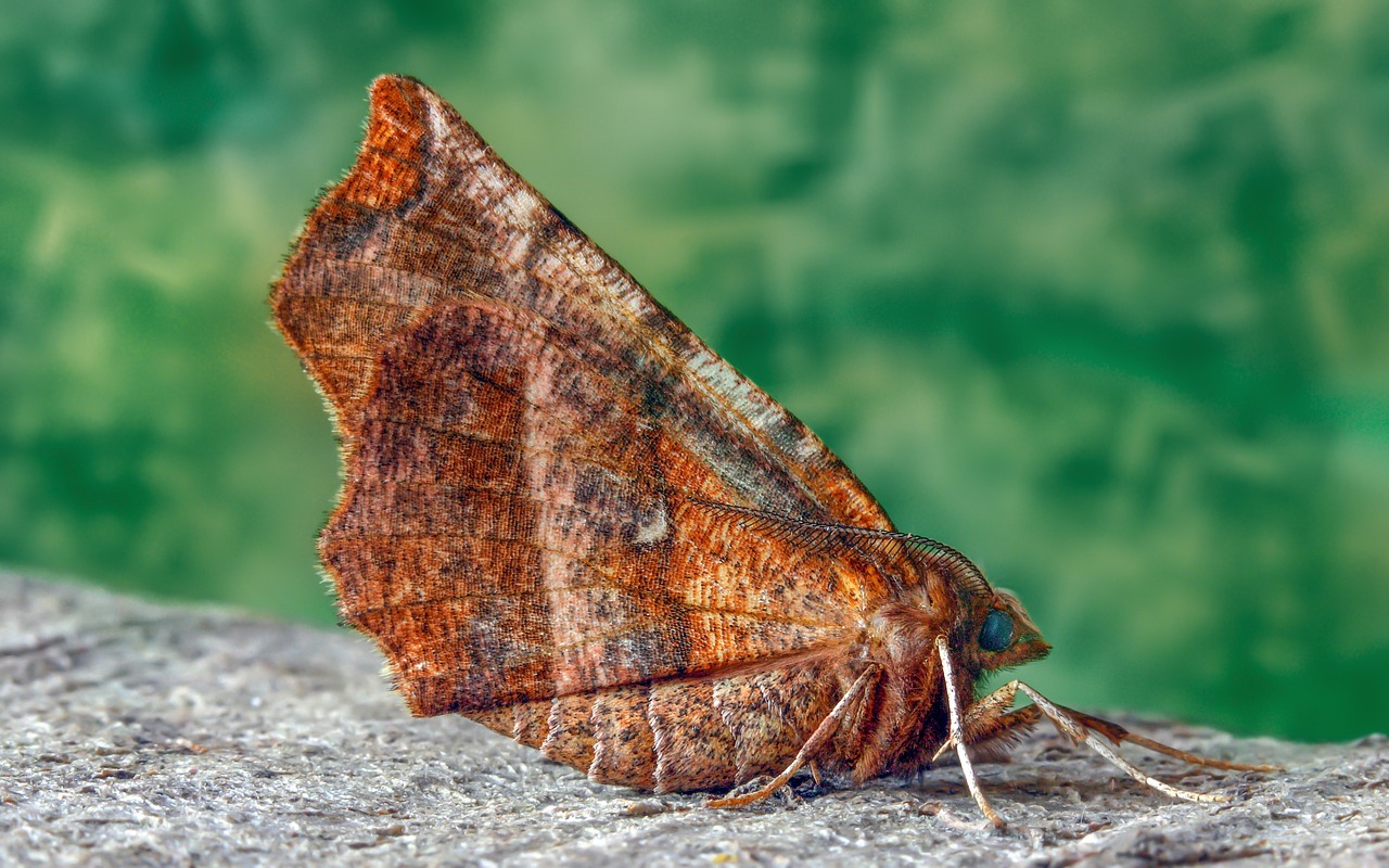 moth  early-thorn  wings free photo