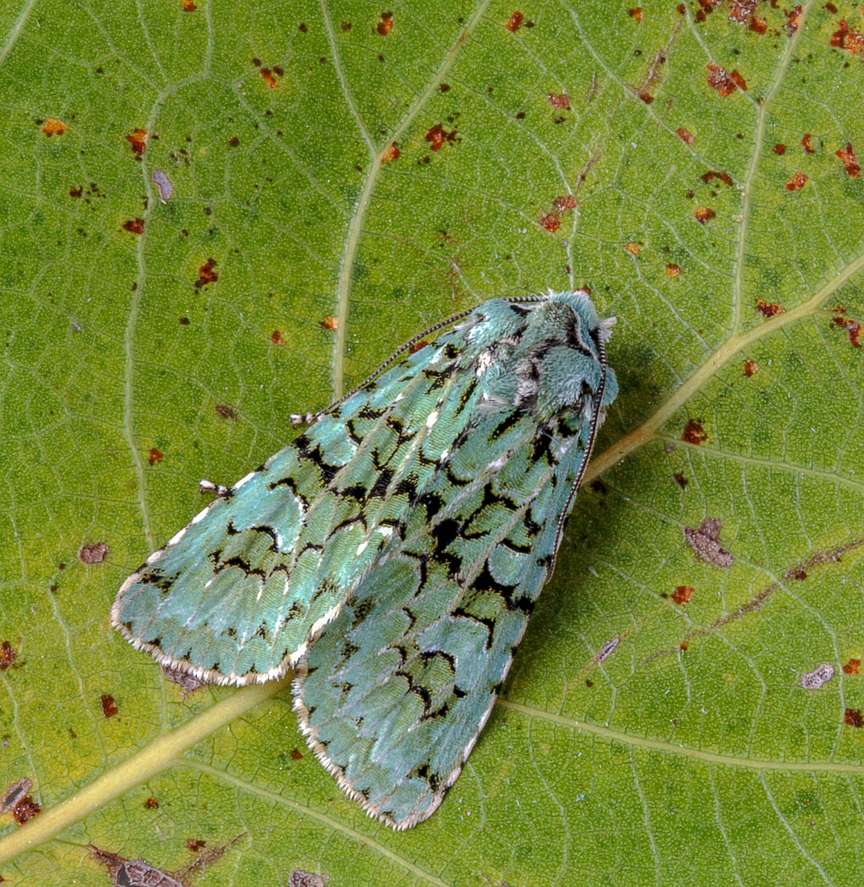 moth  merveille-du-jour  wings free photo