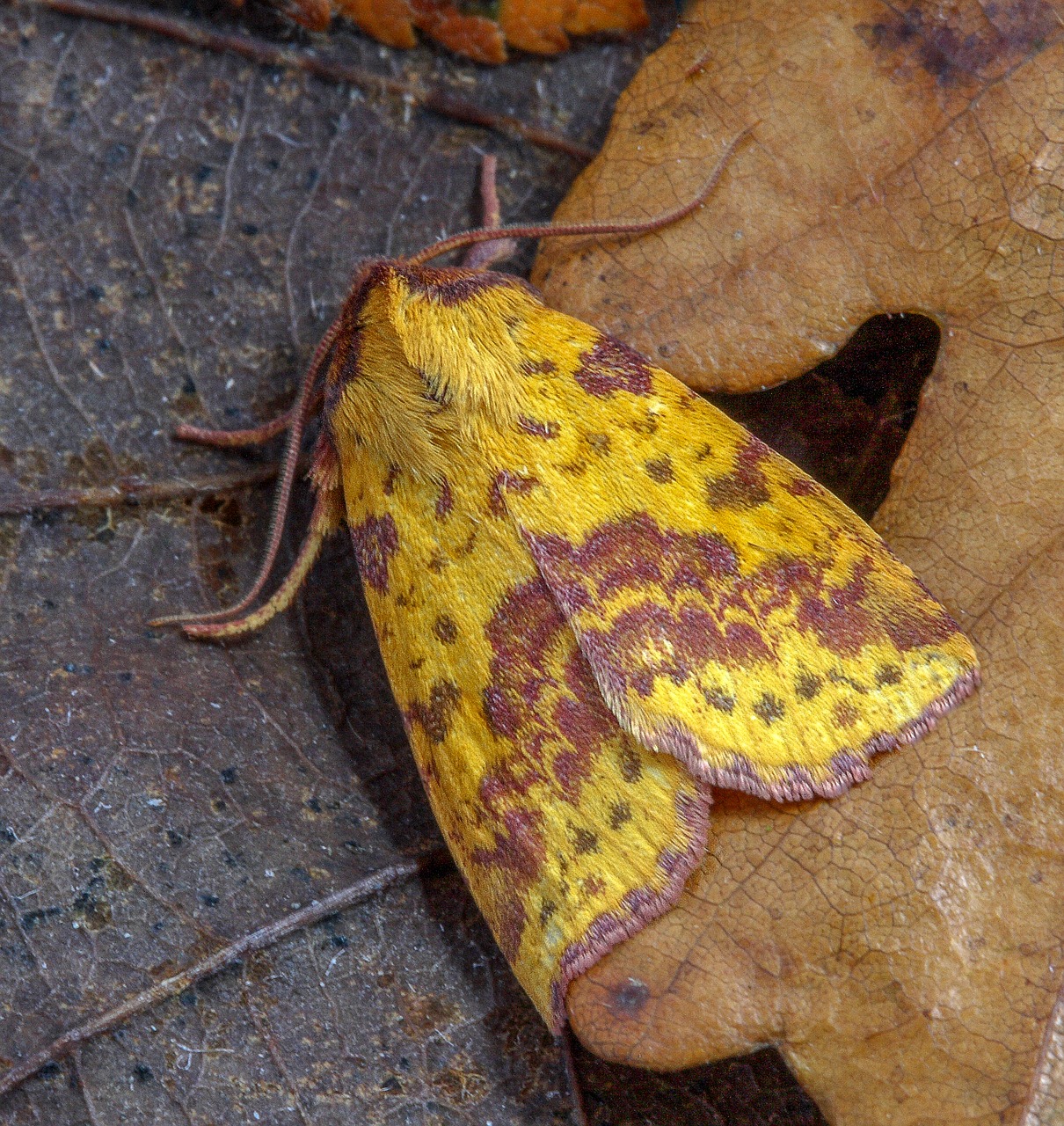 moth  pink-barred-sallow  insect free photo