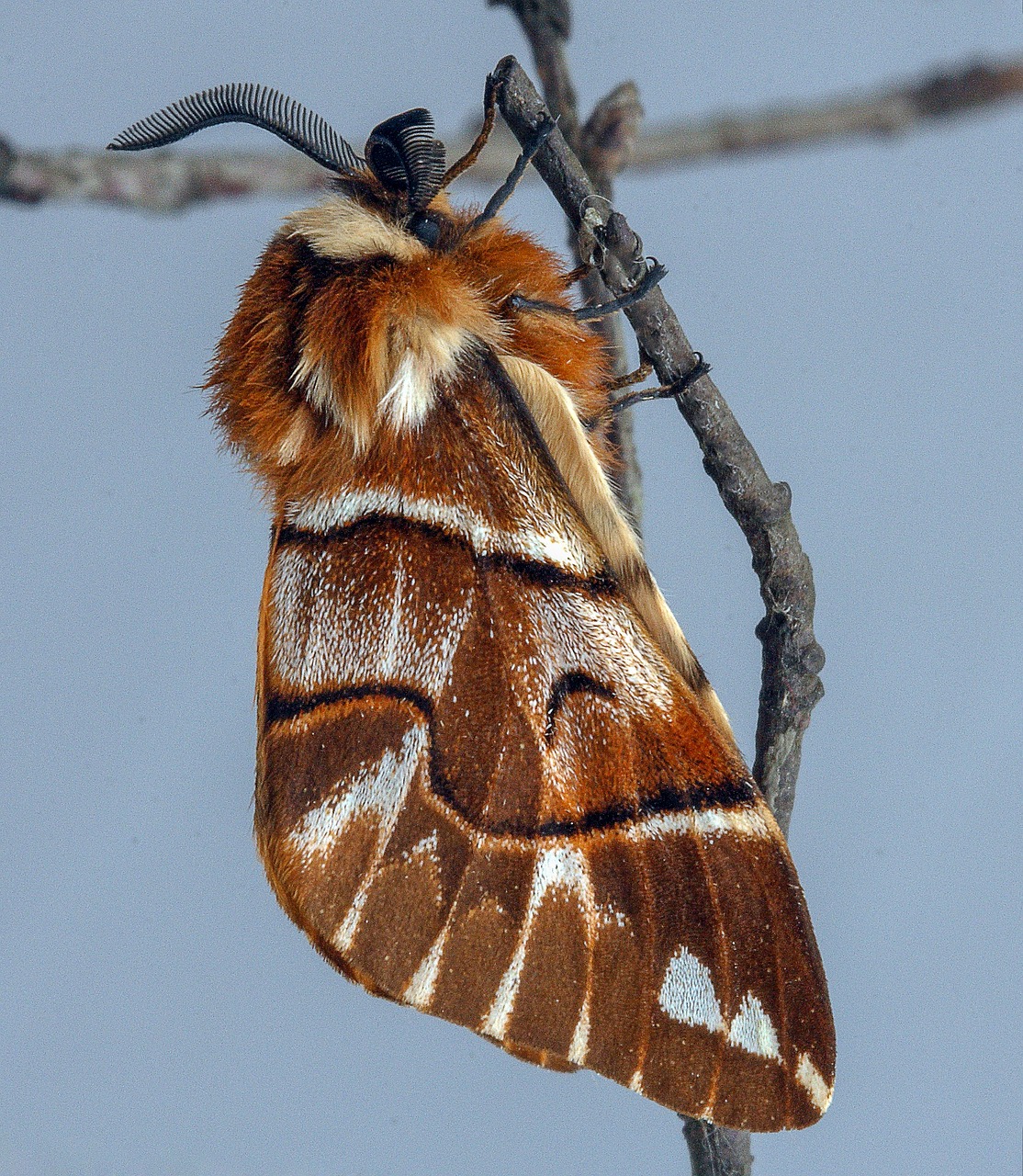 moth  kentish-glory  wings free photo