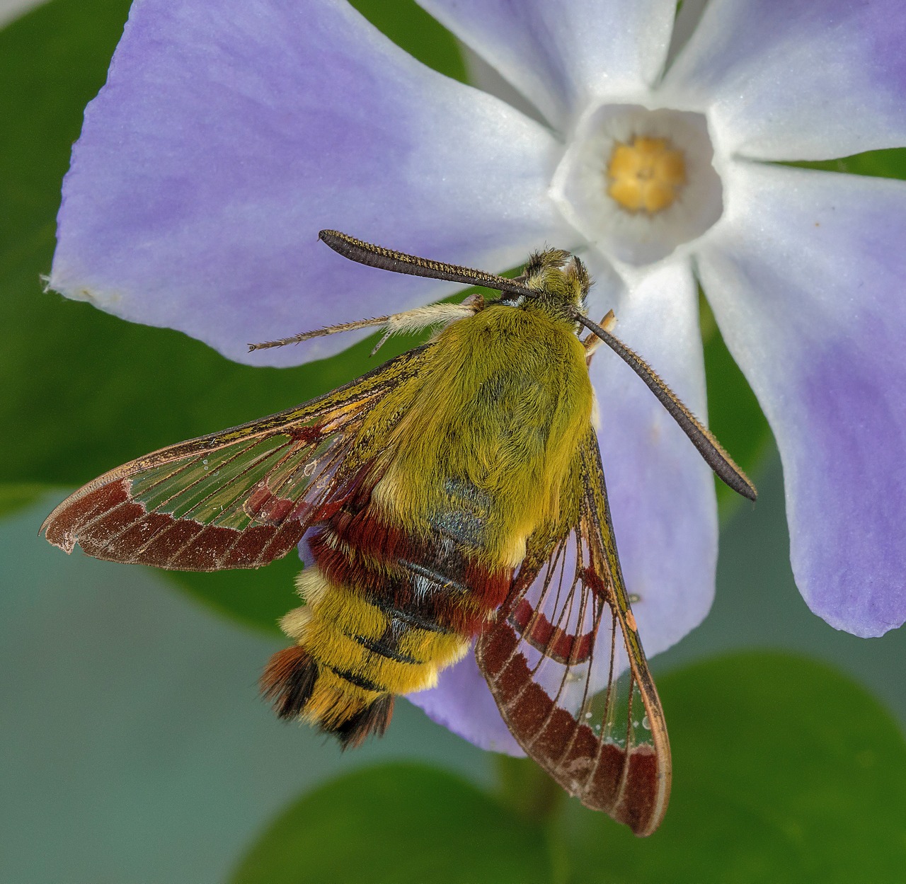 moth  broad-bordered-bee-hawk-moth  wings free photo