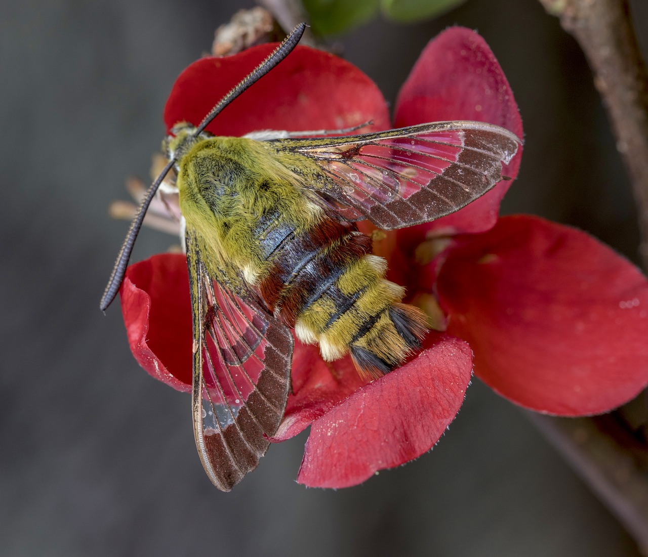 moth  broad-bordered-bee-hawk-moth  summer free photo