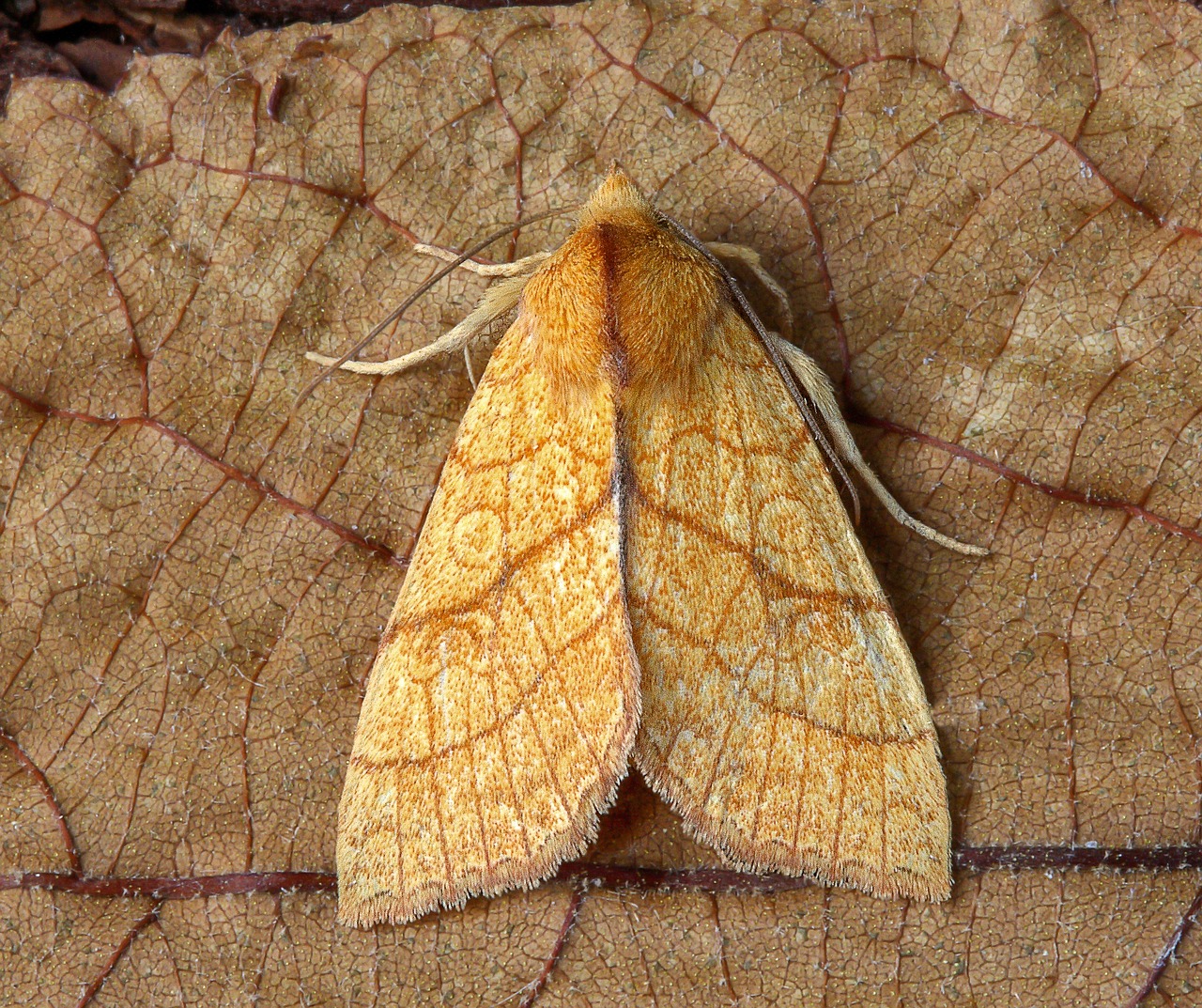 moth  orange-sallow  wings free photo