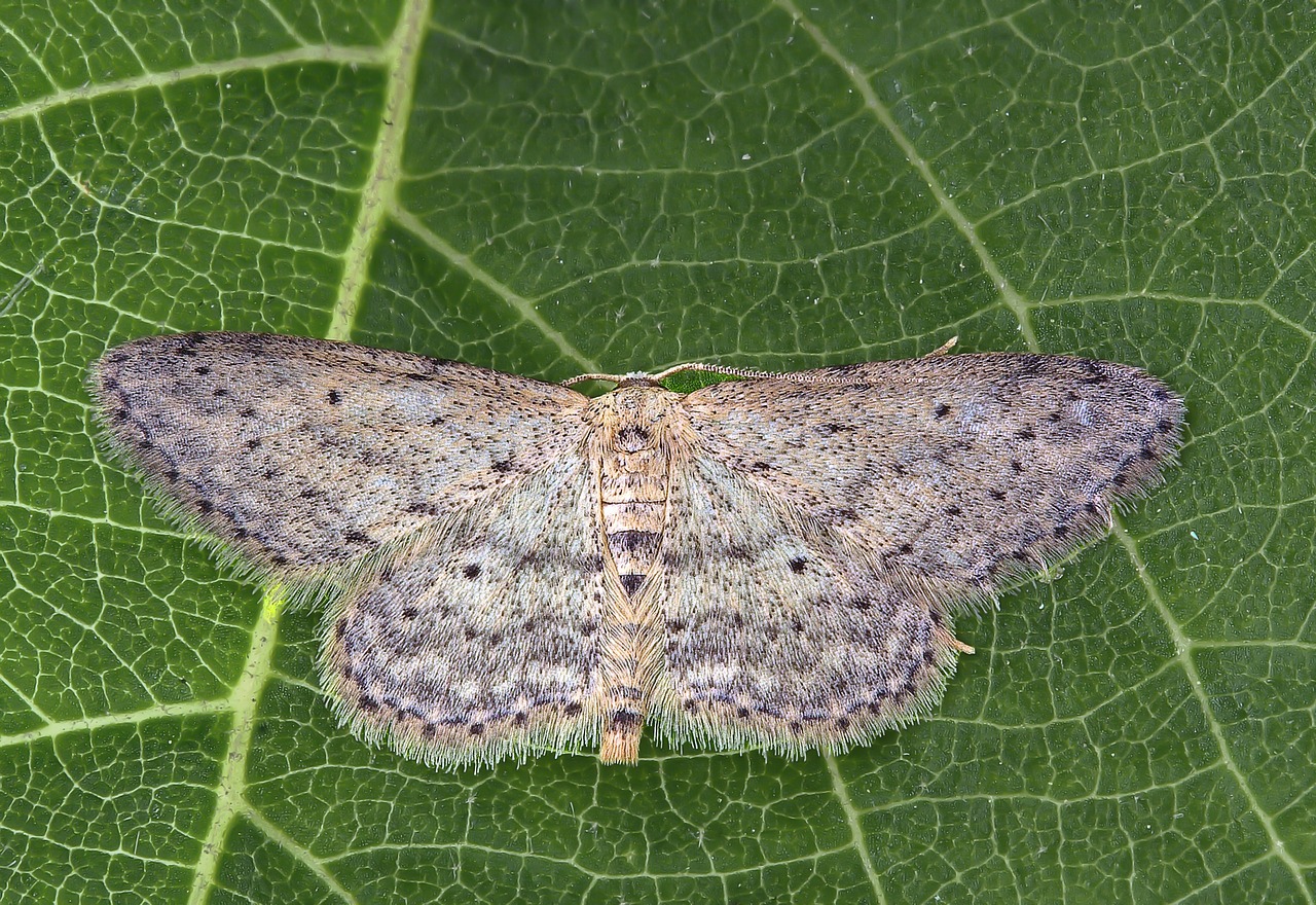 moth  small-dusty-wave  insect free photo