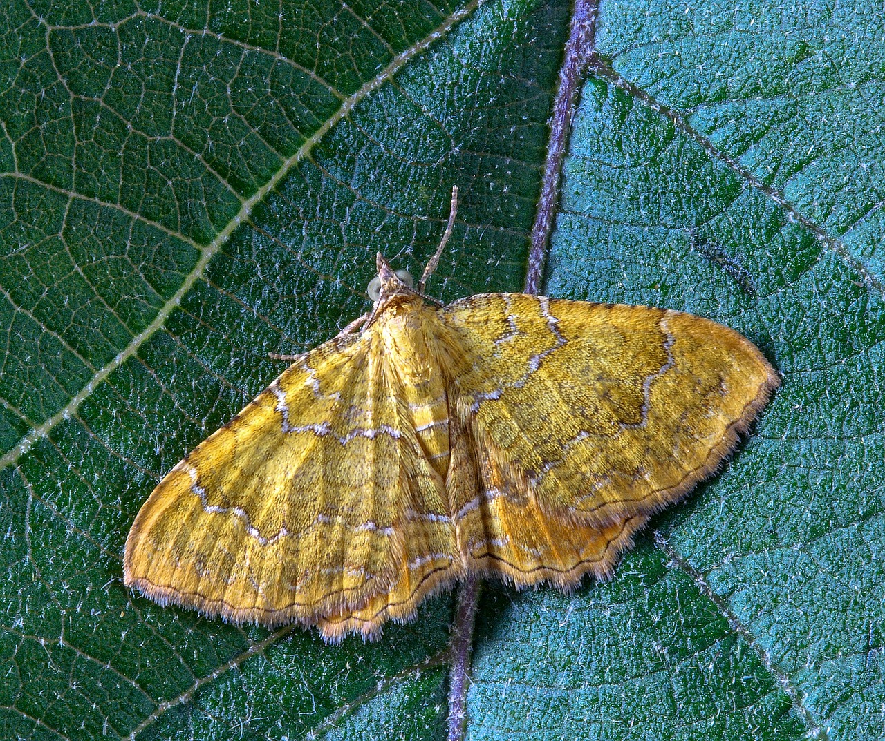 moth  yellow-shell  insect free photo