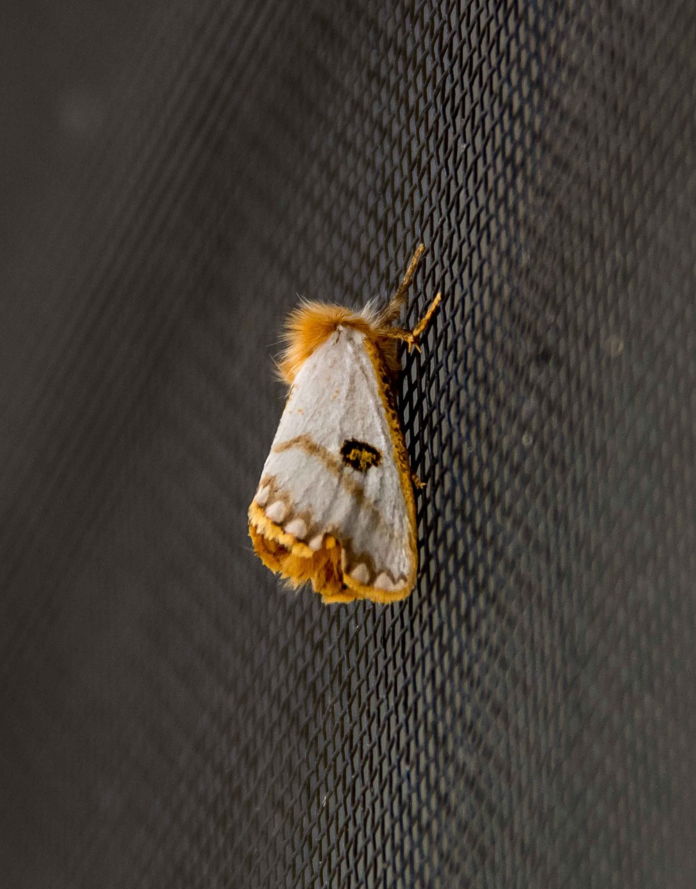 moth  small  insect free photo