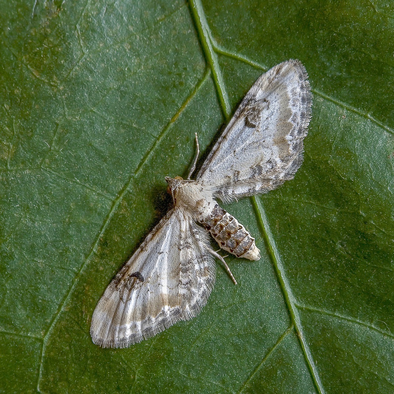 moth  lime-speck-pug  wings free photo