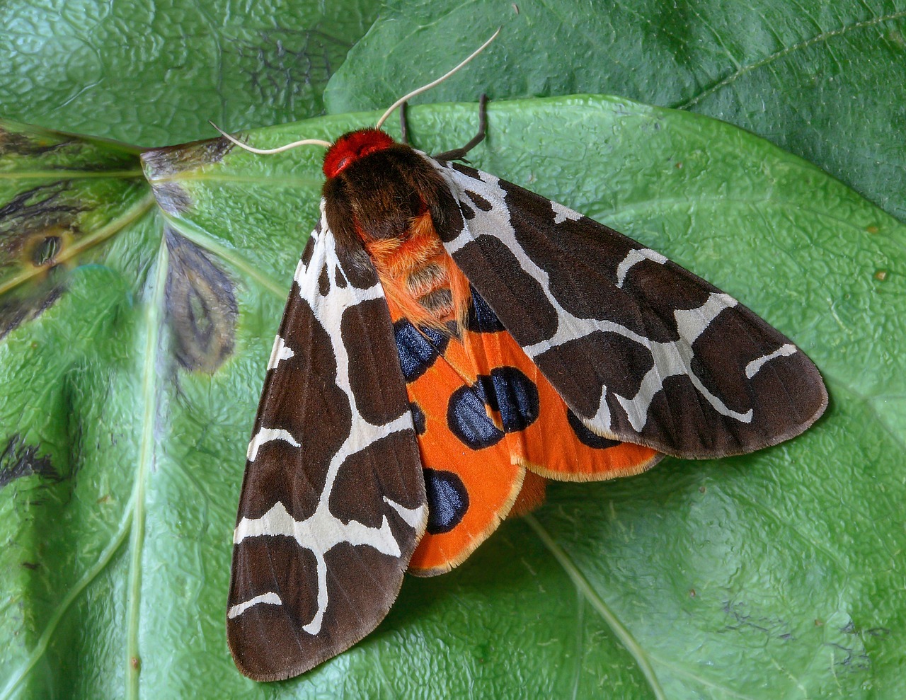 moth  garden-tiger  wings free photo