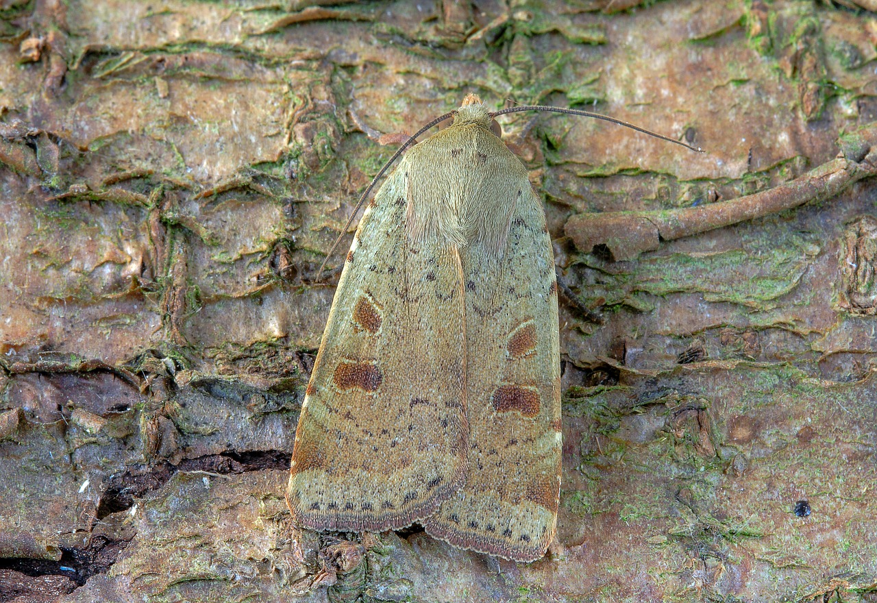 moth  lesser-yellow-underwing  wings free photo