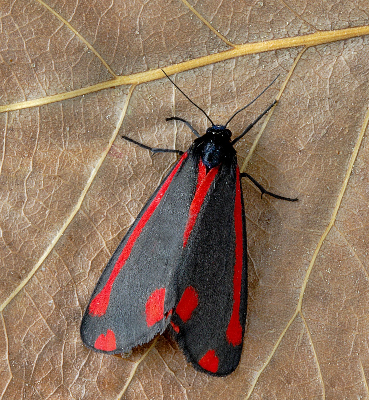 moth  cinnabar  red free photo