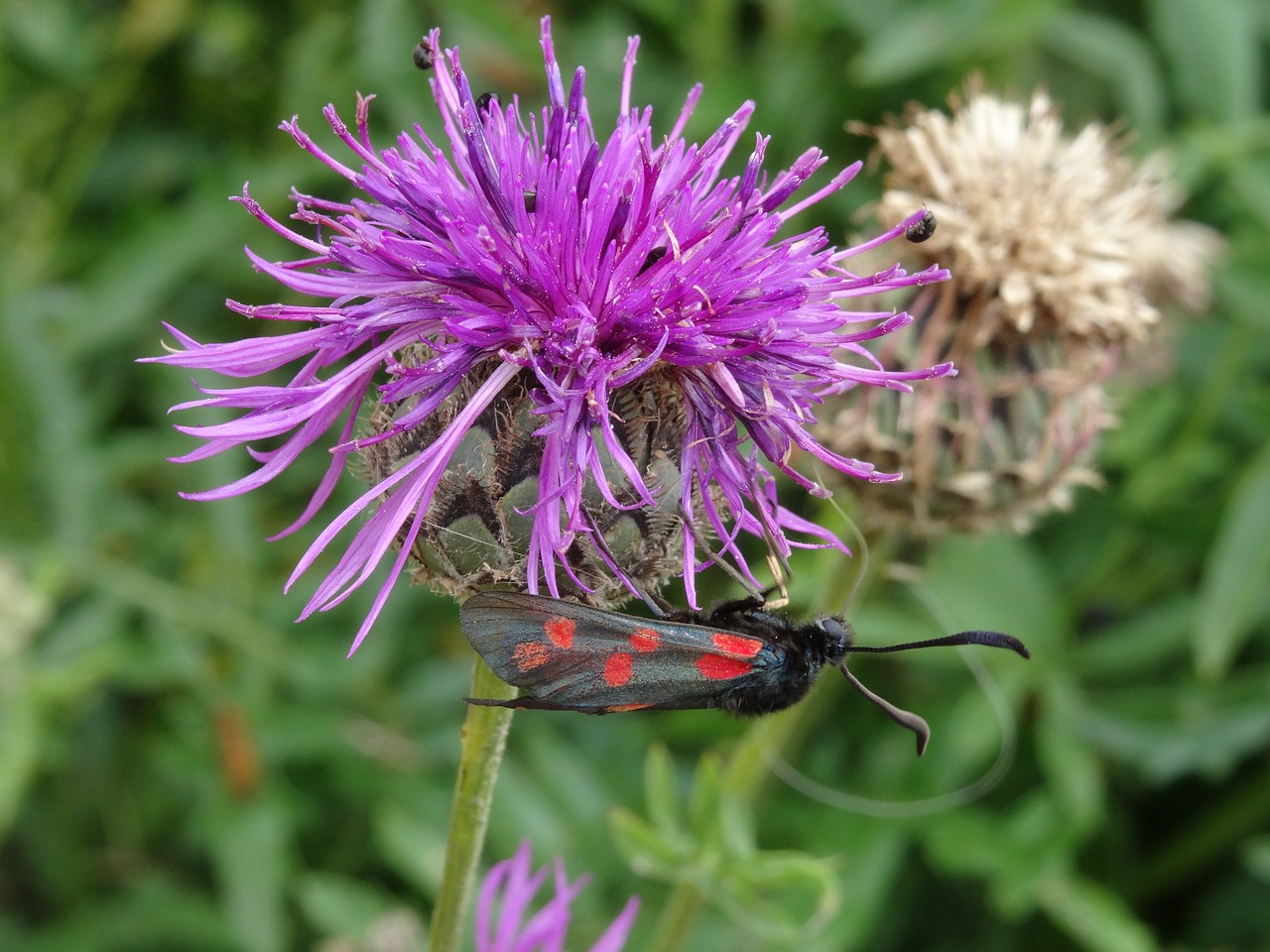 moth  insect  nature free photo