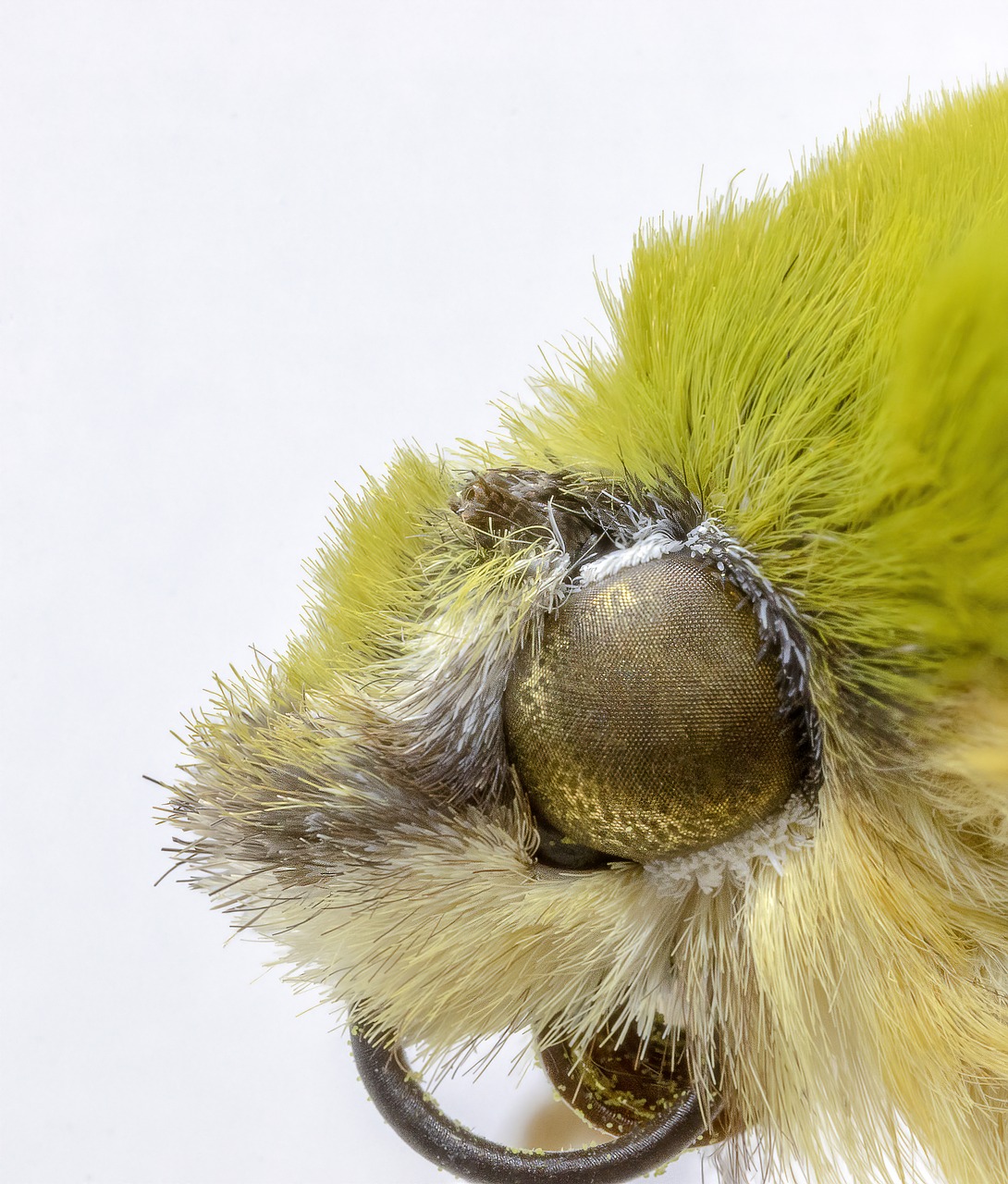 moth  close-up  macro free photo