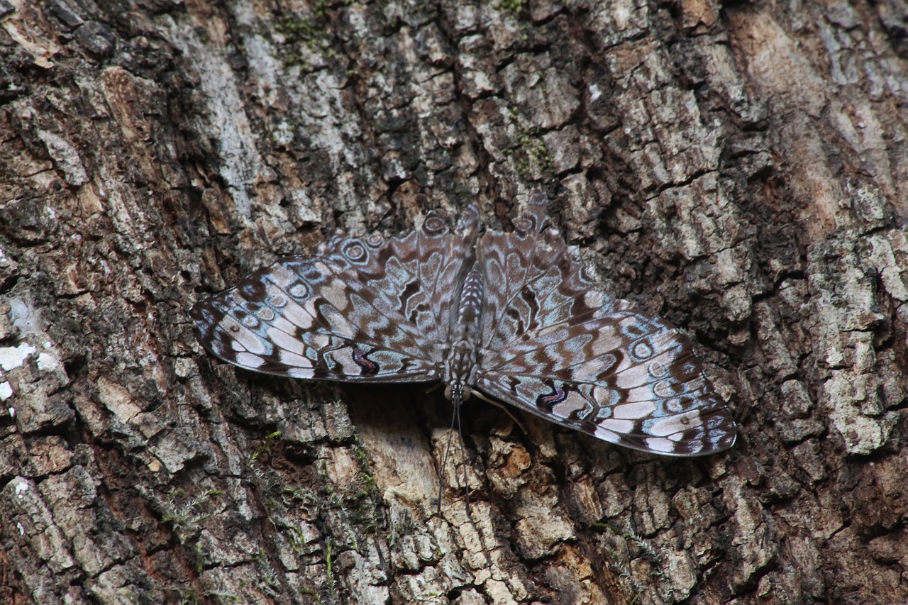 moth  tree  insect free photo