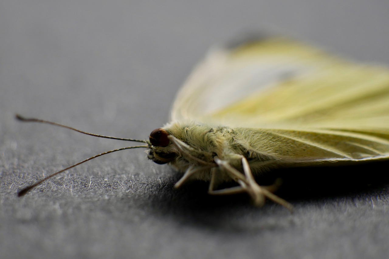 moth  close up  macro free photo