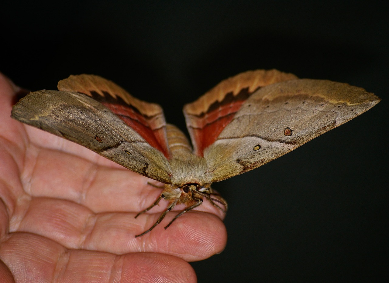 moth large insect free photo