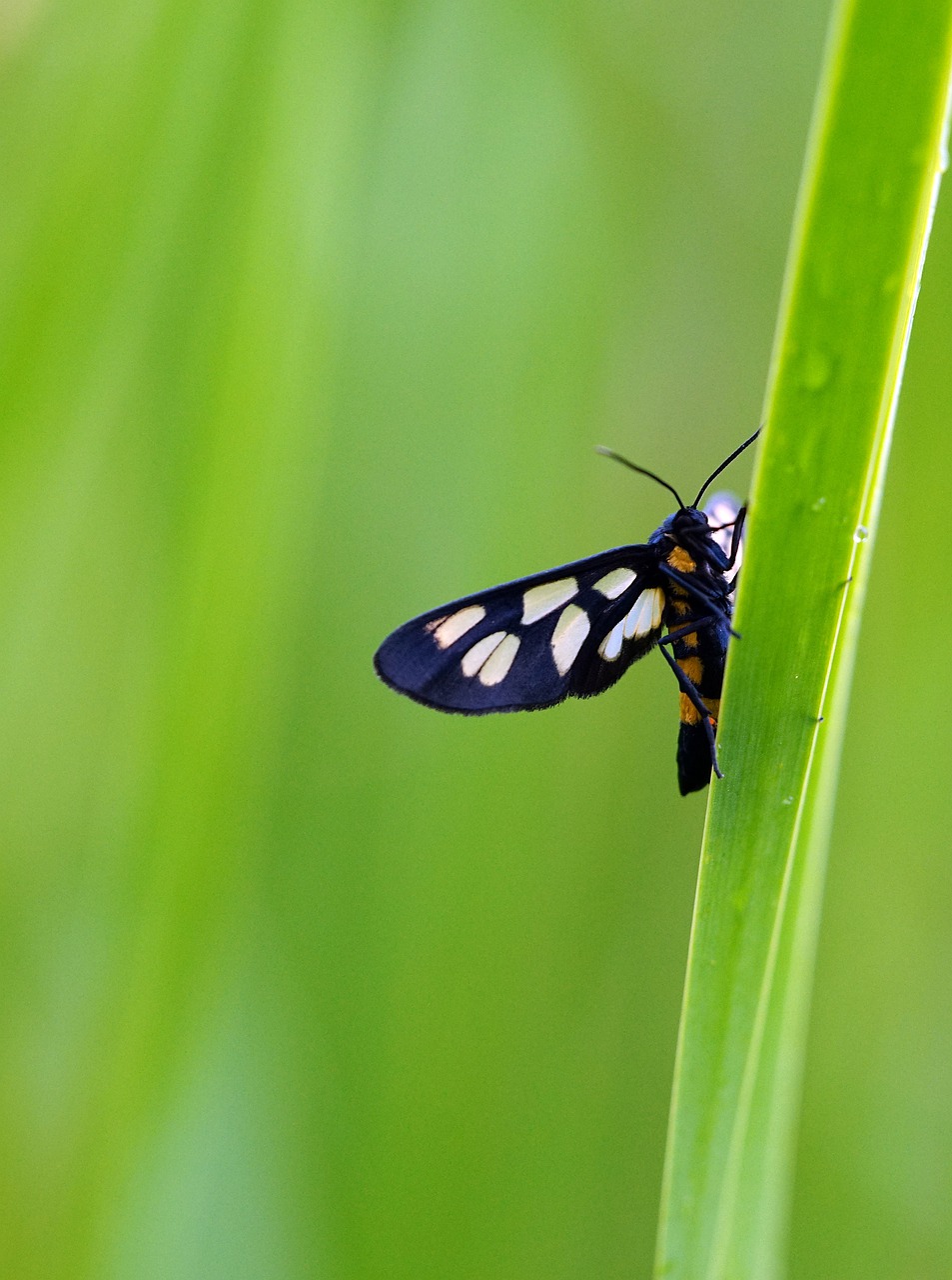 moth  green  rain free photo