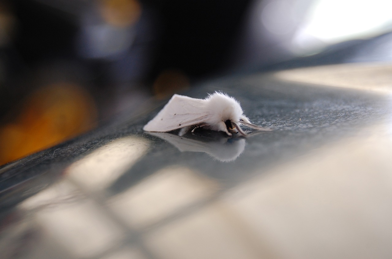moth  white moth  leucoma salicis free photo