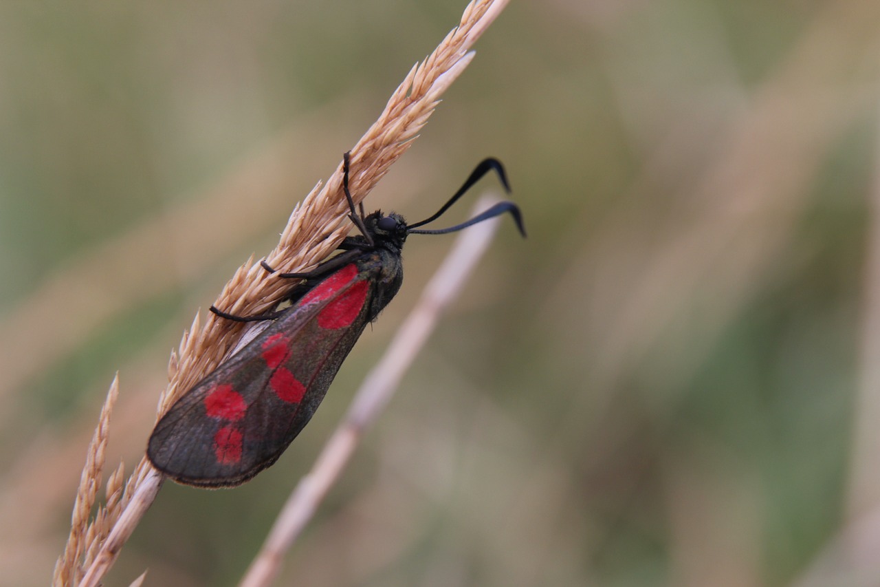 moth bug grass free photo