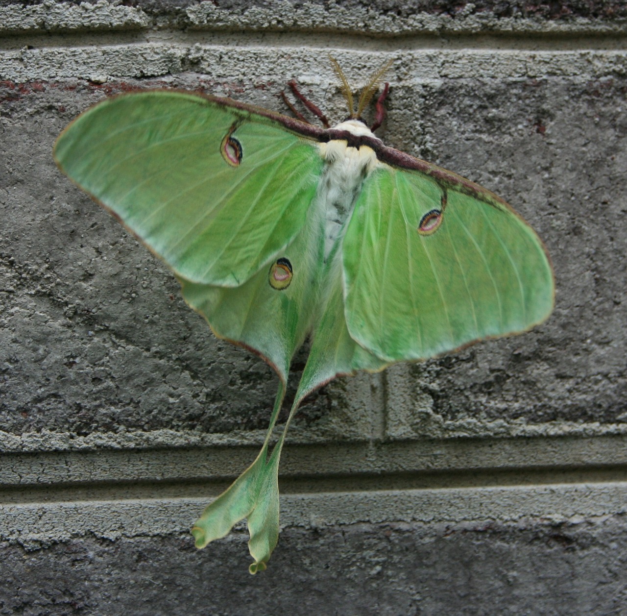 moth green luna free photo