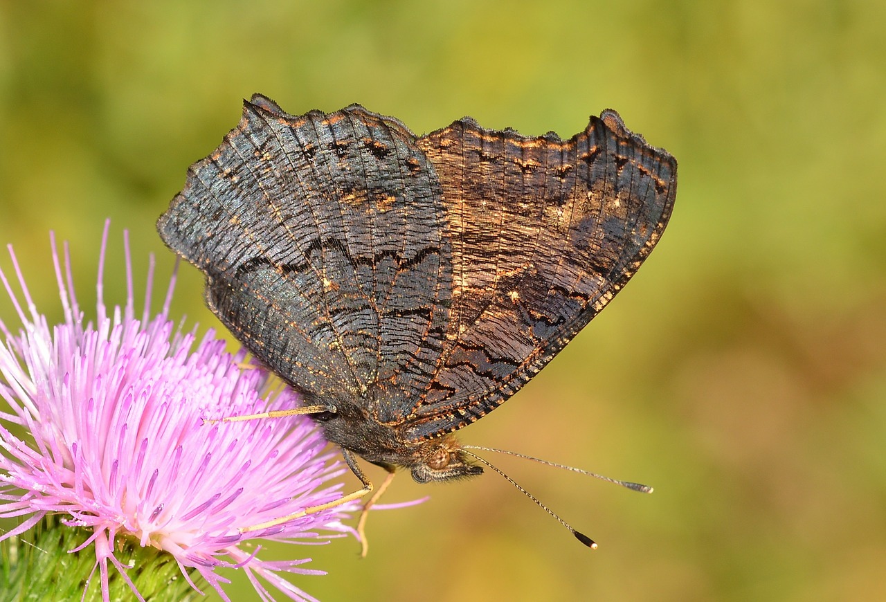 moth butterfly insects free photo