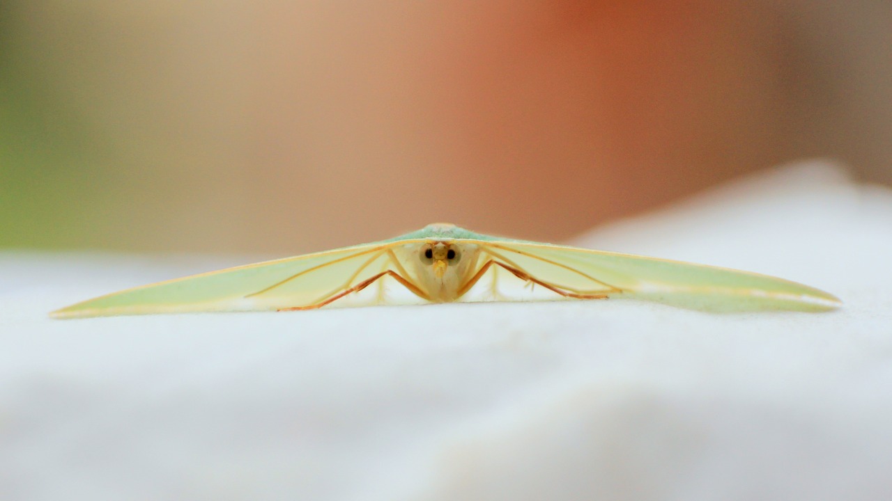moth green macro free photo