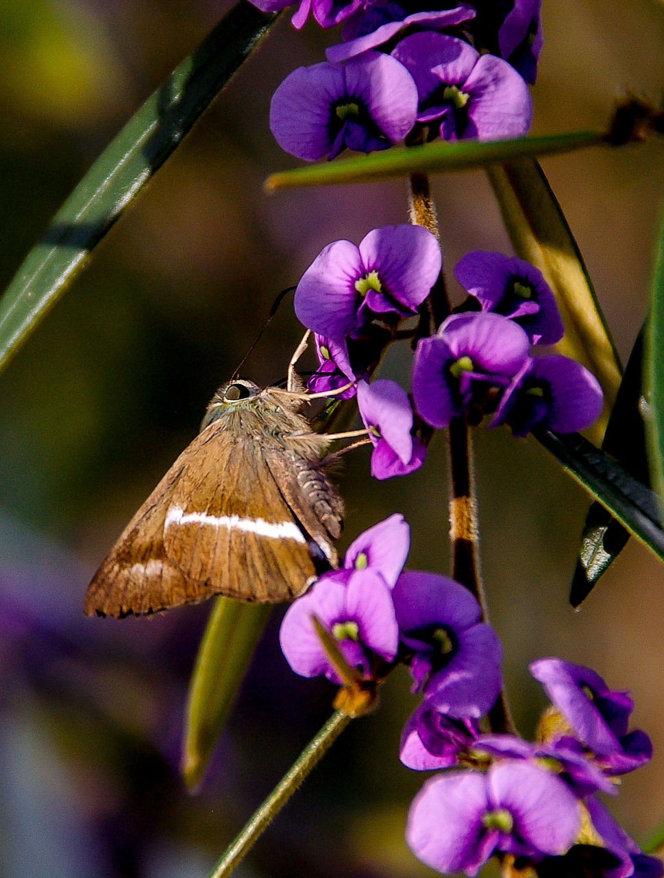 moth insect brown free photo