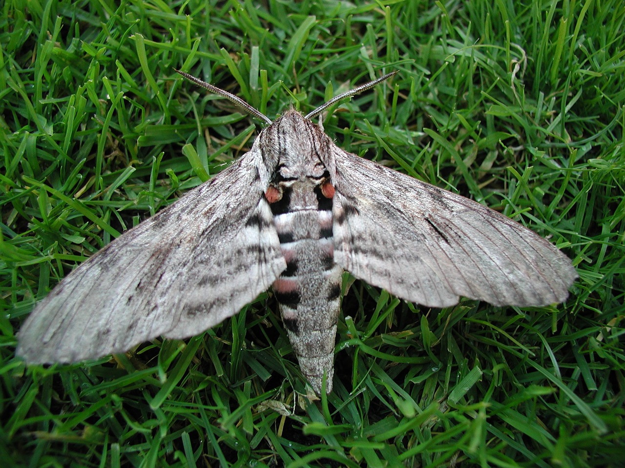 moth motte wing free photo