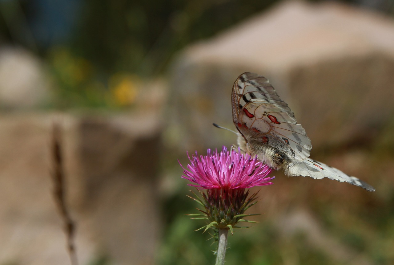 moth butterfly thistle free photo
