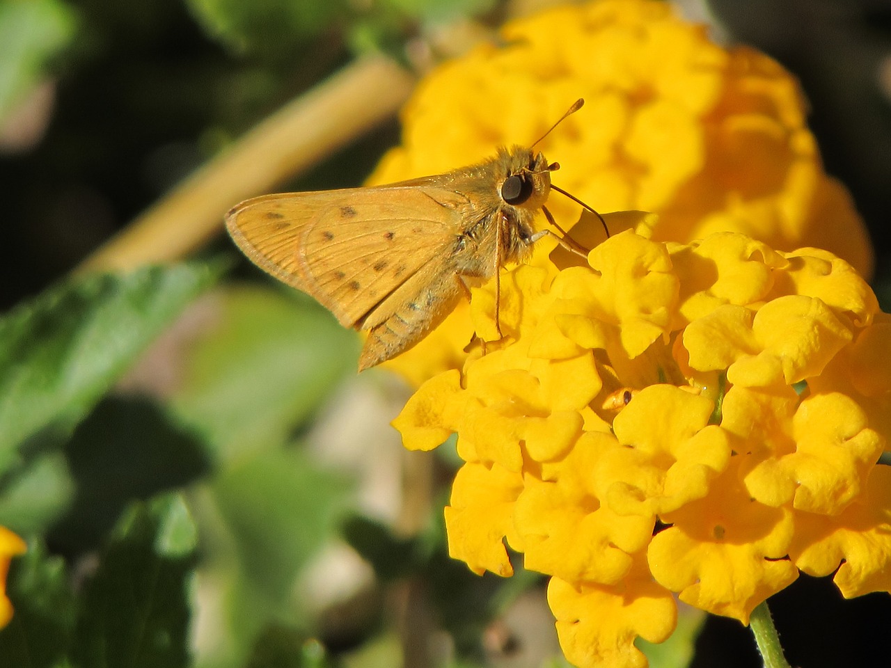 moth nature yellow free photo