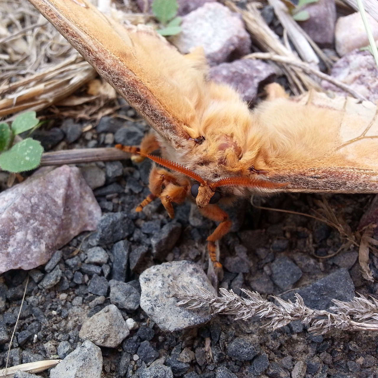 moth fury animal free photo