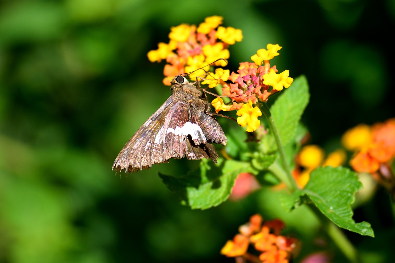 moth butterfly  butterfly  insect free photo