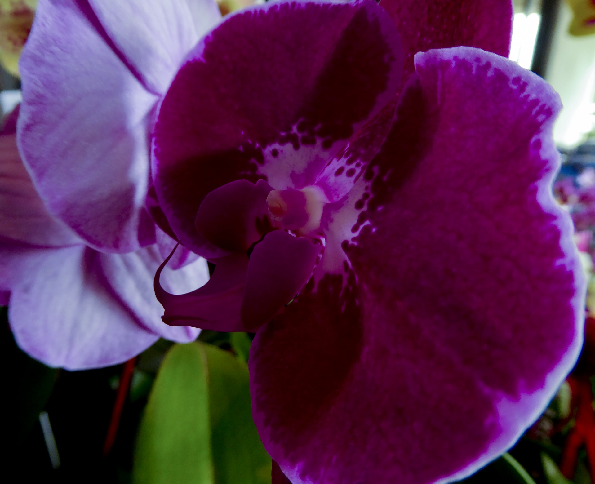 orchid flower moth orchid free photo