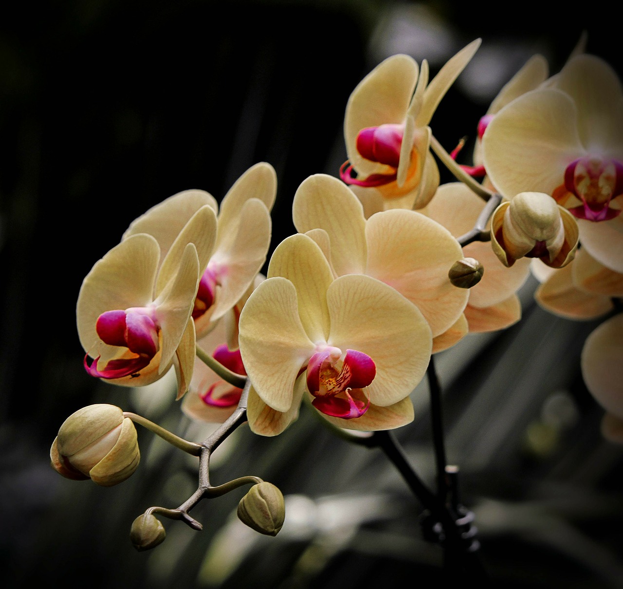 moth orchid phalaenopsis flowers free photo
