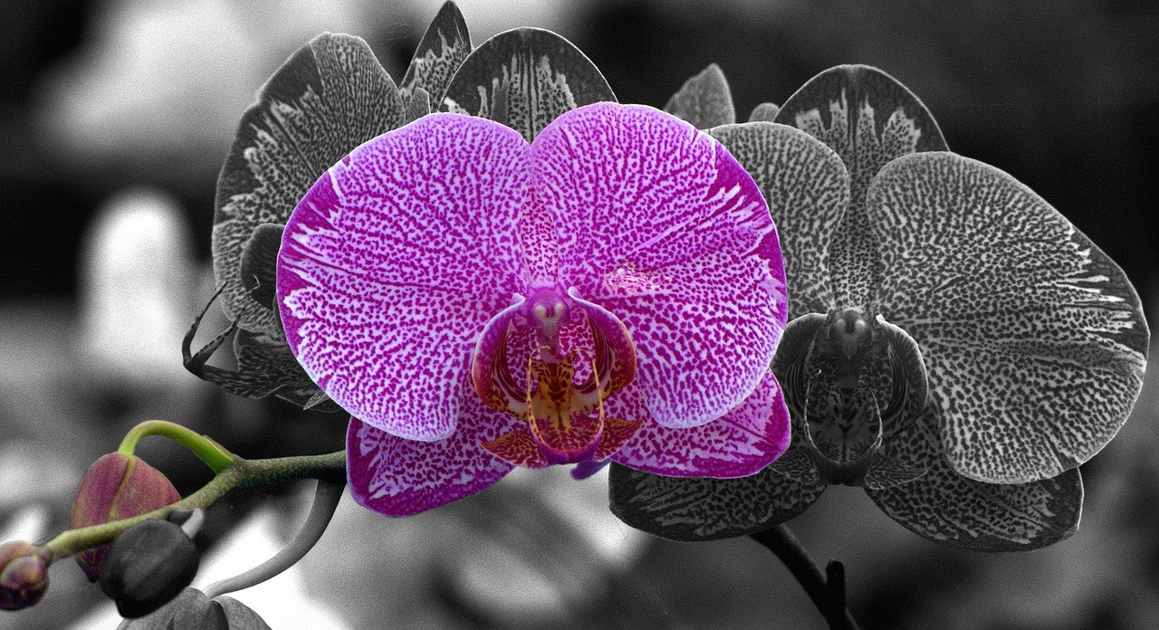 moth orchid flower horticulture free photo