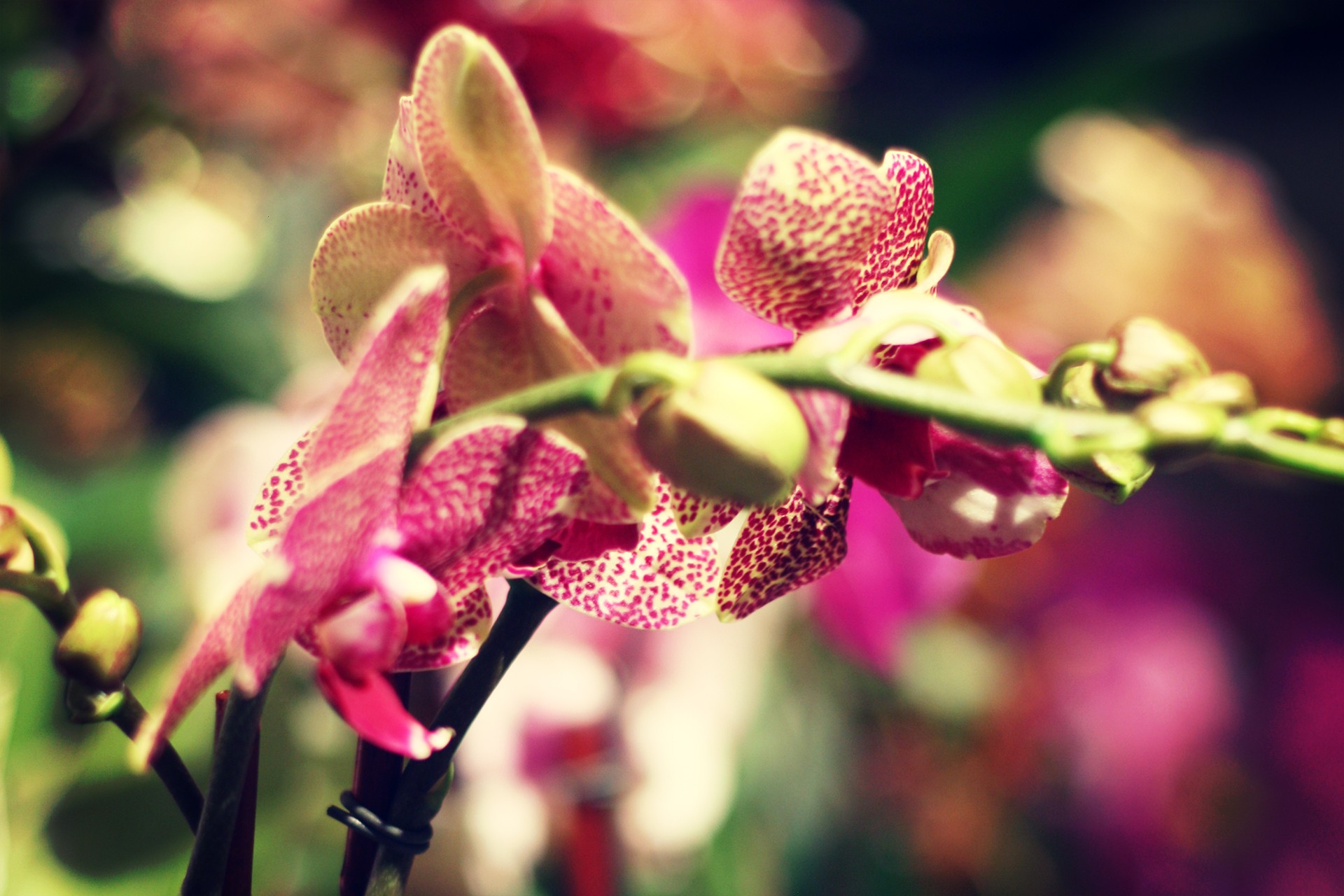 orchid moth orchid pink free photo