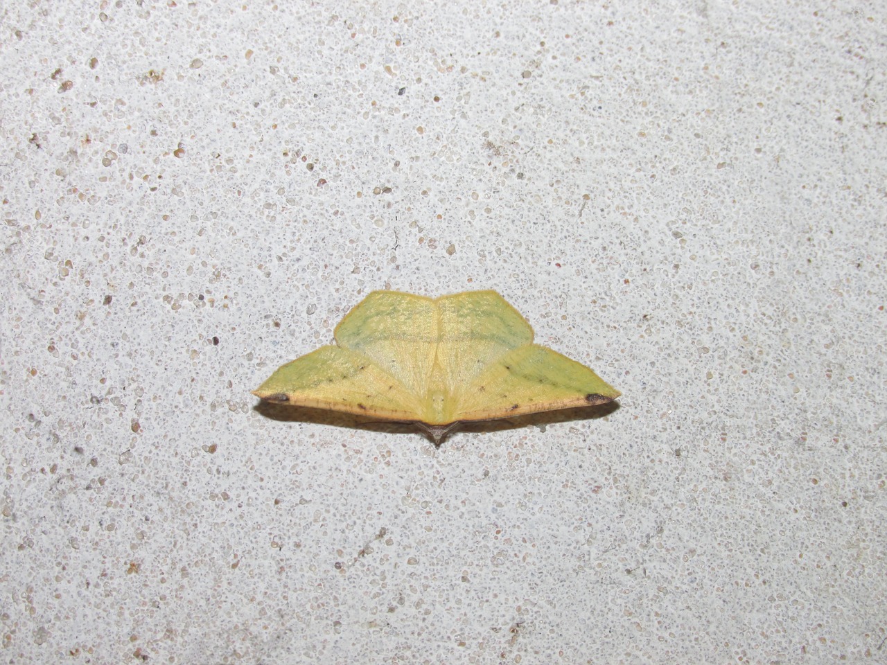 moth yellow moth small lepidótera free photo