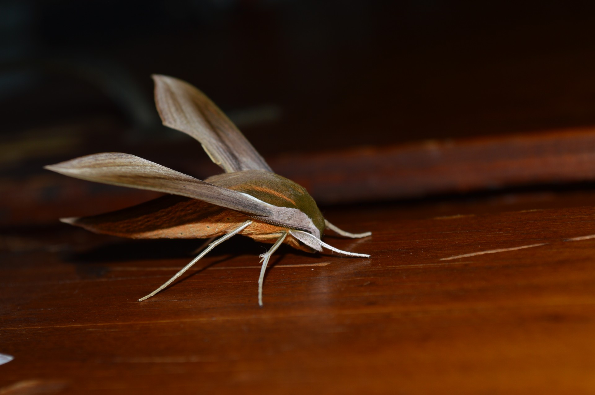 moth butterfly moth free photo