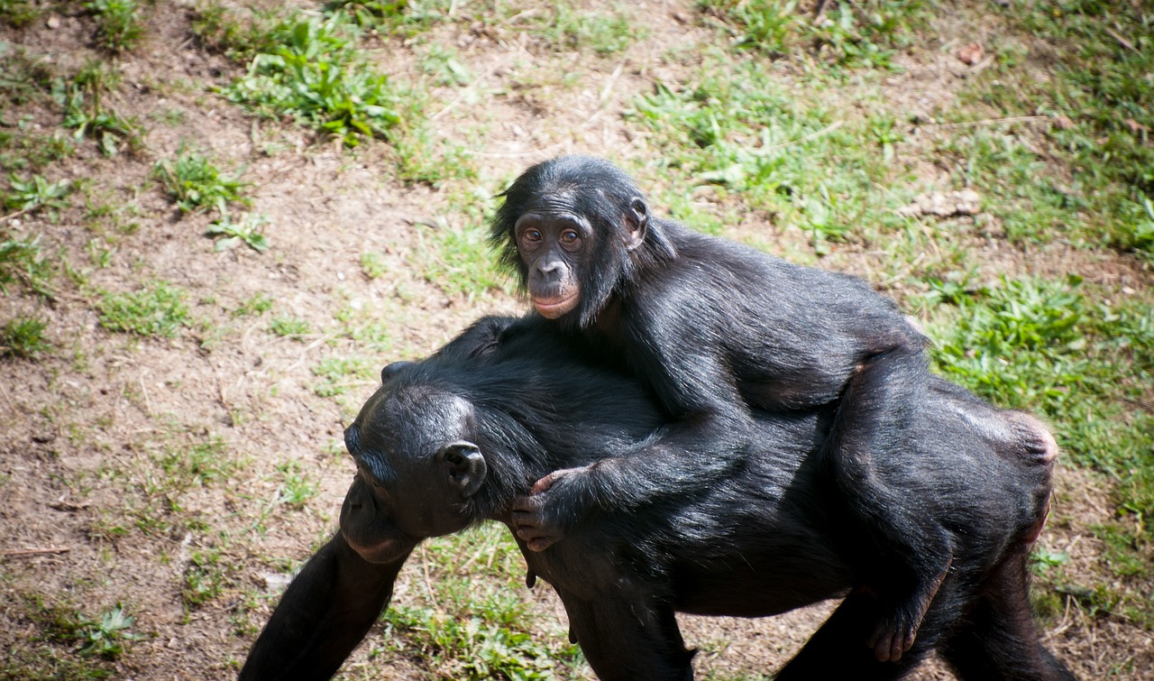 chimpanzee mother child free photo