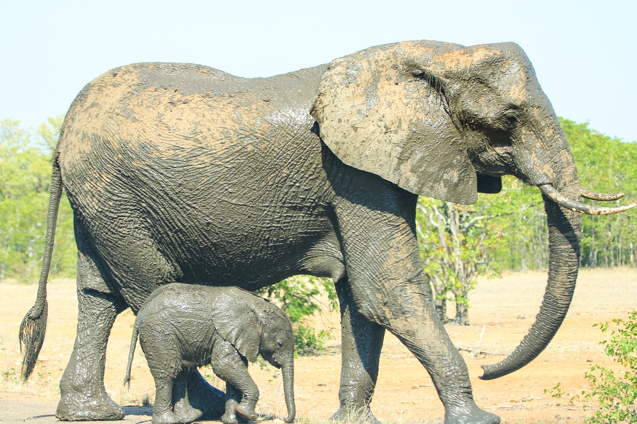 mother child elephant free photo