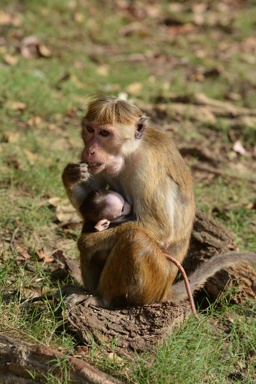 mother children monkey free photo