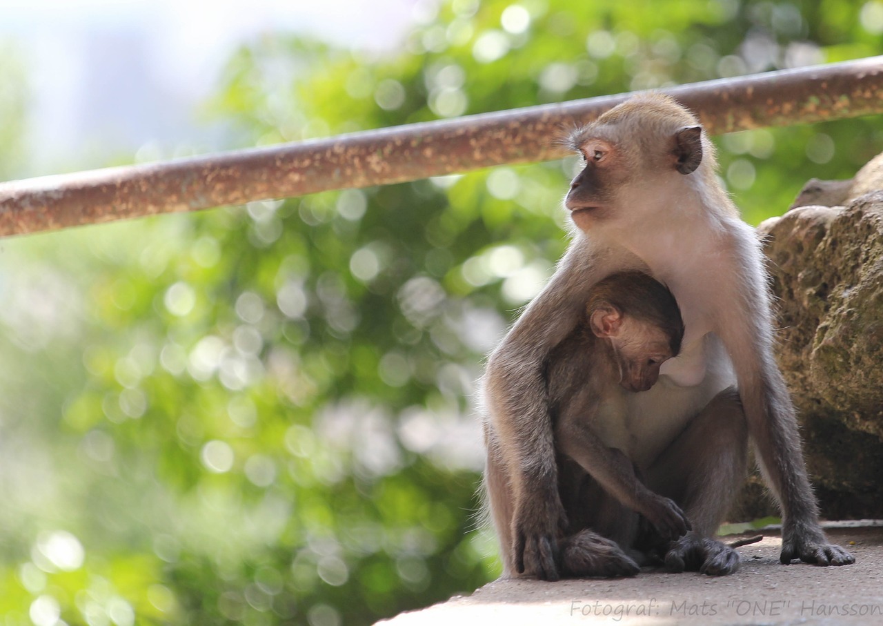 mother children monkeys free photo