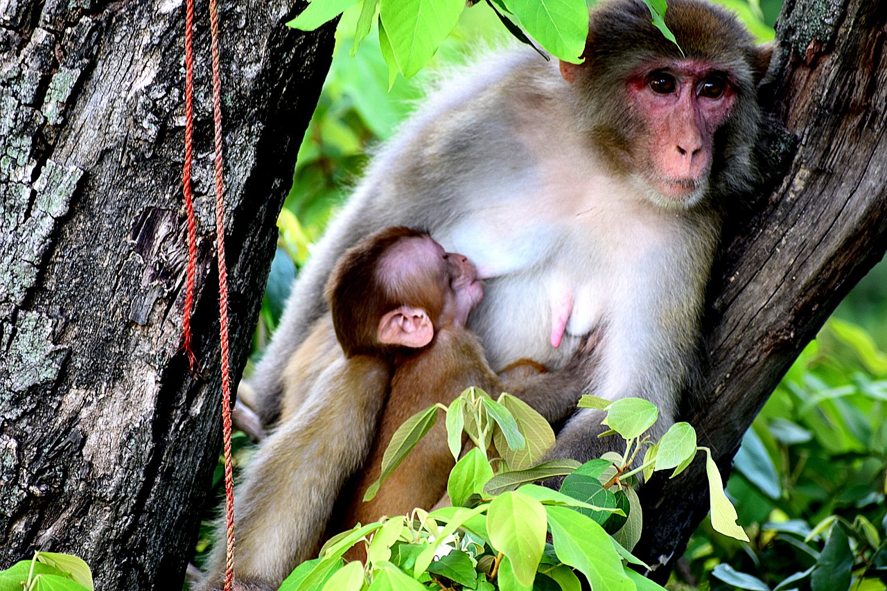 mother  monkey  breastfeeding free photo