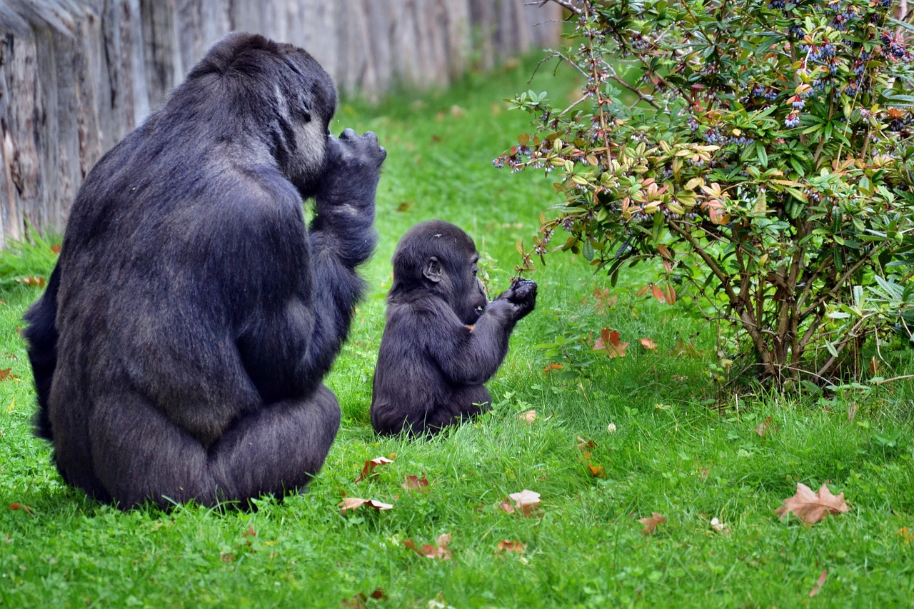 mother and baby gorillas sitting free photo