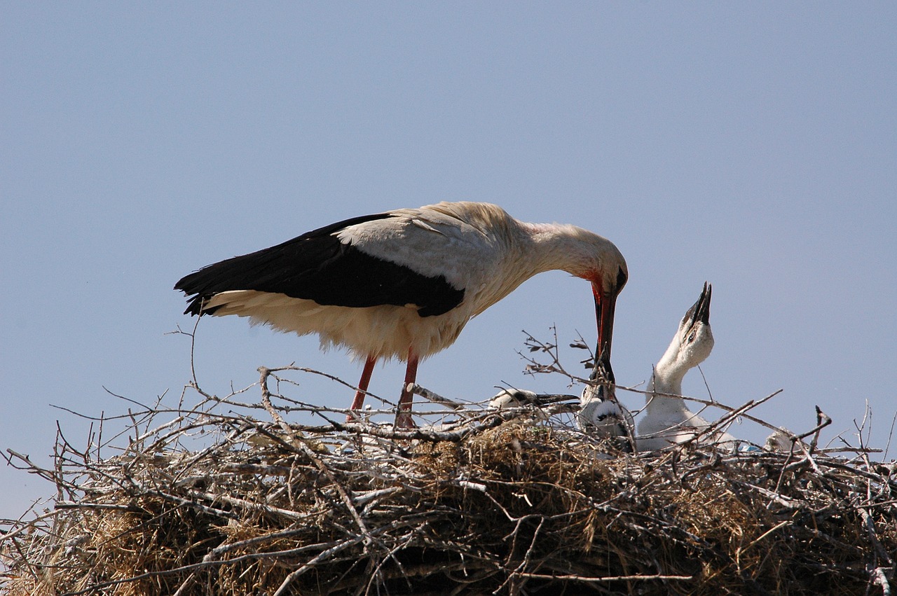 mother and baby nutrition wild free photo