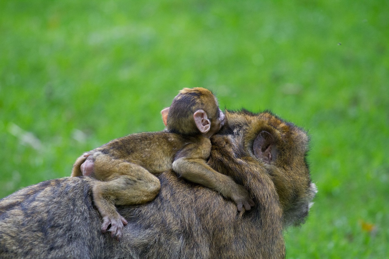 mother and baby barbary macaque  baby  barbary macaque free photo