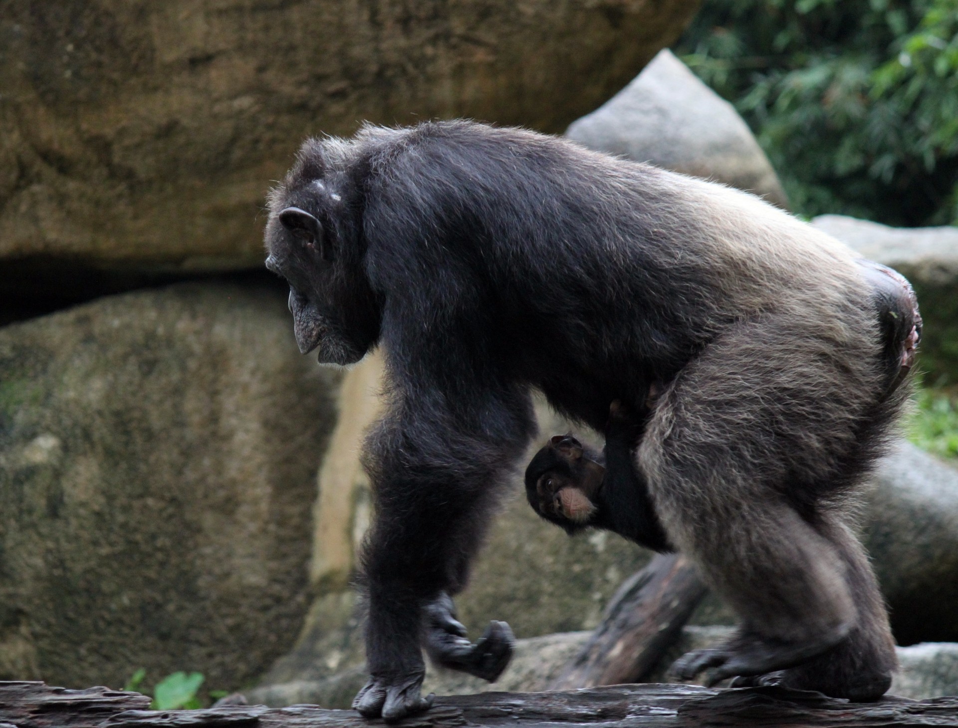 mother baby chimpanzee free photo