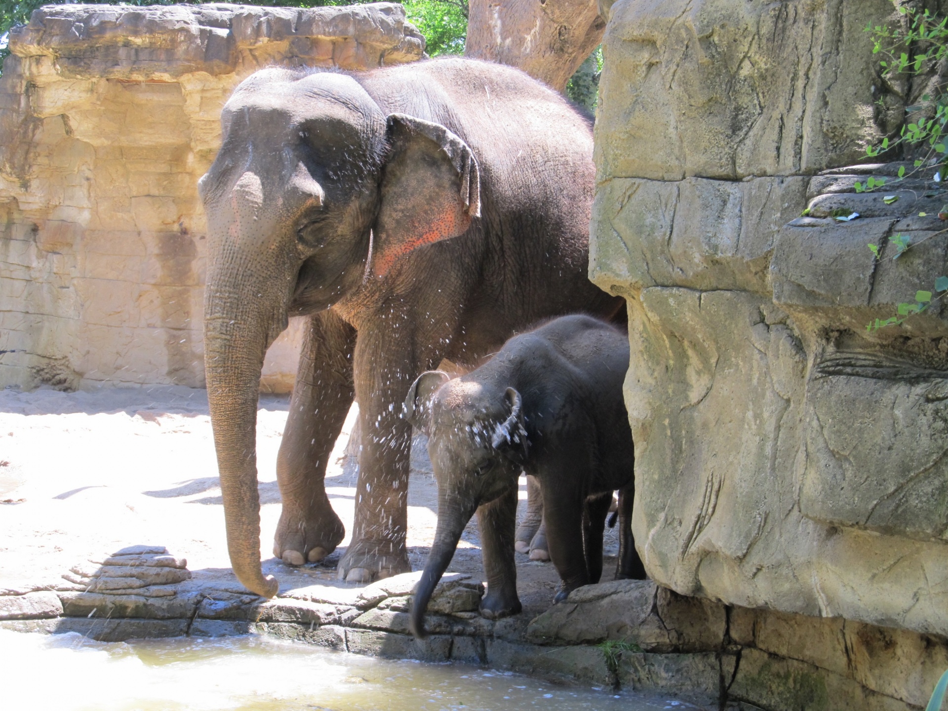 elephants mother baby free photo