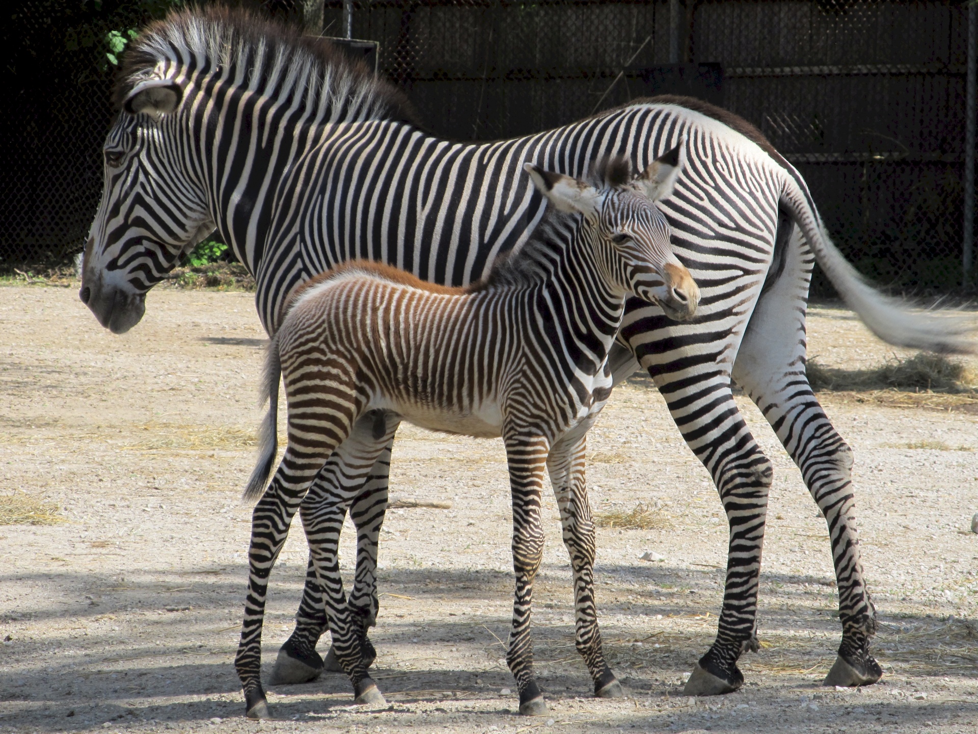 zebra mother baby free photo